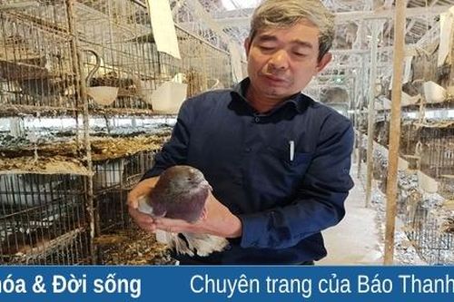 Cựu chiến binh Nguyễn Thế Hường làm giàu nhờ mô hình nuôi chim bồ câu Pháp