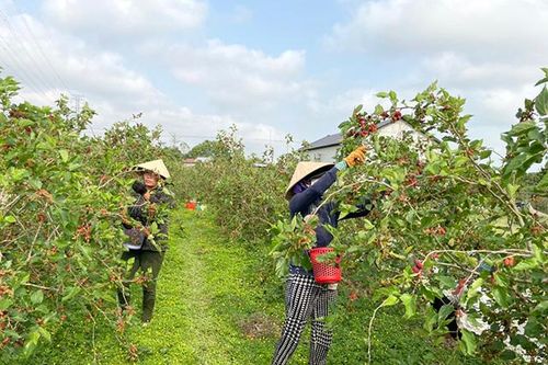 Linh hoạt chuyển đổi cây trồng giúp nông dân tăng thu nhập