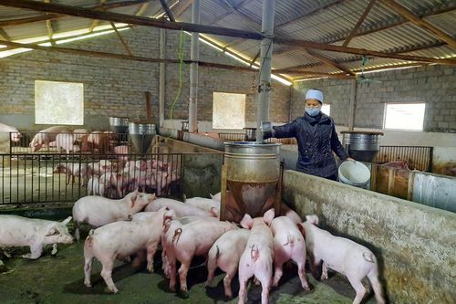 Phú Bình: Nâng tỷ lệ đàn lợn nái ngoại và nái lai lên 100%