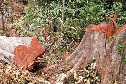 Khởi tố hình sự tội 'Hủy hoại rừng' vụ phá rừng tại Gia Lai