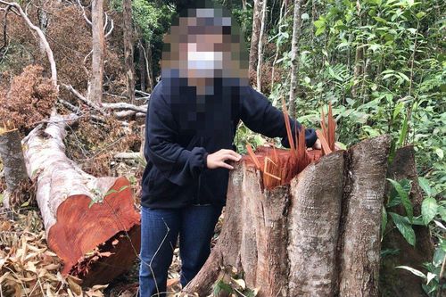 Rừng Gia Lai 'đổ máu': Đề nghị kiểm điểm, xử lý trách nhiệm tập thể chưa làm tốt