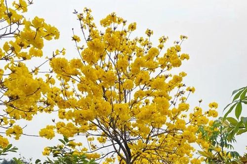 Cuồng hoa phong linh, dân Hà thành rủ nhau mua trồng, giá 5 triệu/cây