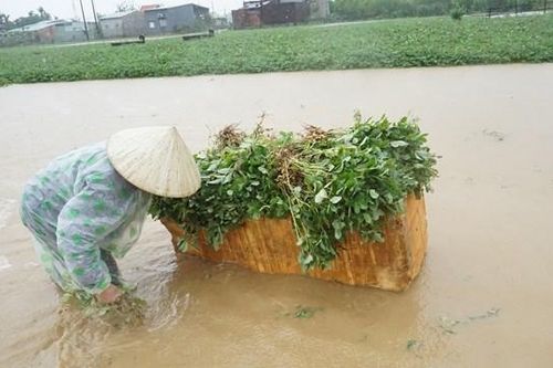 Người dân nhổ lạc dưới cơn mưa nặng hạt