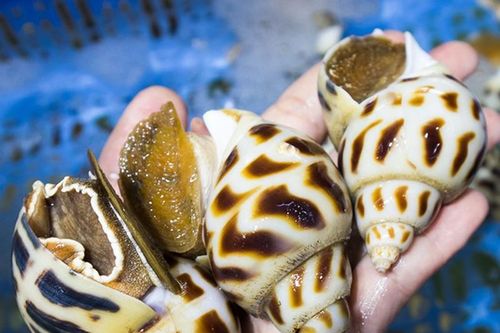 Xôn xao con ốc hương 'siêu to khổng lồ' có giá tiền triệu