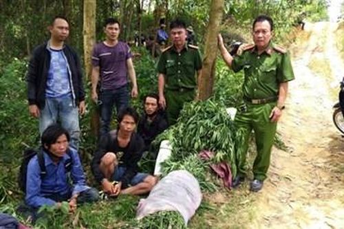 Phê chuẩn quyết định gia hạn tạm giữ 3 đối tượng trồng cây cần sa