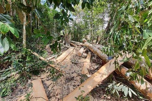 Lâm Đồng: Xác minh thông tin rừng tự nhiên bị chặt ở thôn K'rèn