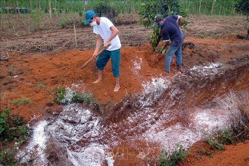 Phát hiện ổ dịch cúm gia cầm H5N1 tại thành phố Kon Tum