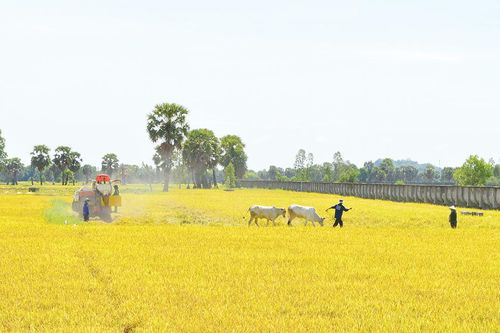 Bảy Núi mùa khô