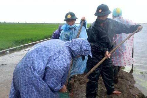 Bộ đội, dân quân dầm mưa giúp dân cứu lúa trước nguy cơ bị ngập