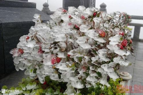 Băng giá phủ trắng đỉnh Phan Xi Păng