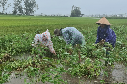 Tỉnh Quảng Nam: Gần 3.000ha lúa, hoa màu bị thiệt hại hoàn toàn