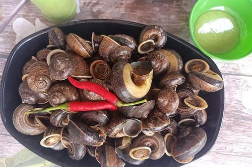 Loài đặc sản xuất hiện khi trời tối, dân đi 'săn' kiếm tiền triệu mỗi đêm