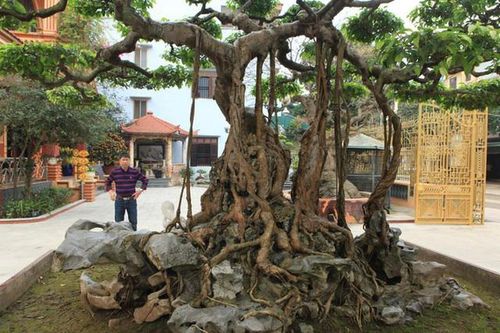Mục sở thị 'vườn cây cảnh đẹp nhất thế giới' của đại gia Phú Thọ