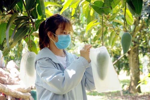 Sơn La nâng cao chất lượng và mẫu mã sản phẩm trái cây xuất khẩu