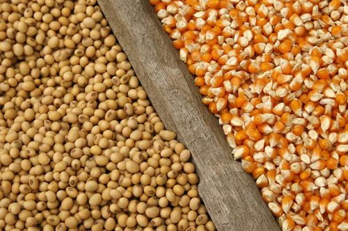 Triển vọng nguồn cung thức ăn chăn nuôi trong giai đoạn tới khá tích cực