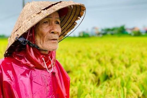 Nông dân Quảng Ngãi 'khóc ròng' vì hàng ngàn ha lúa ngã đổ sau mưa lớn