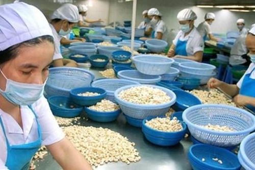 Vụ bị lừa xuất khẩu điều sang Italia: Đã thu hồi được 12 container bị mất chứng từ gốc