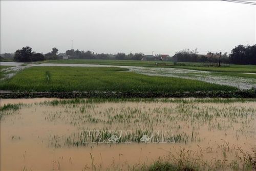 Trên 30.000 ha lúa, rau màu và thủy sản còn bị ngập úng