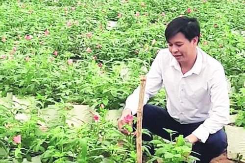 Người nâng tầm cây dược liệu bản địa