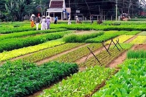 Nghề trồng rau Trà Quế được công nhận Di sản văn hóa phi vật thể Quốc gia