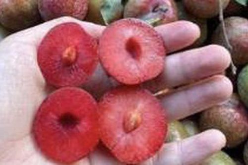 Mận đầu mùa chua giòn, giá 5.000 đồng/quả vẫn hút khách