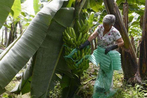 Tới lượt chuối Ecuador 'chịu trận'