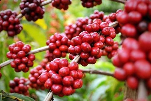 Xây dựng vùng nguyên liệu đạt chuẩn: Mở đường cho xuất khẩu nông sản bền vững