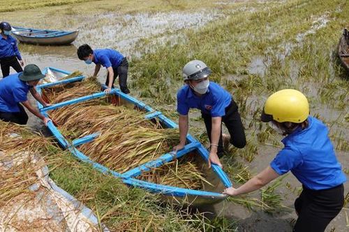 Bình Định: Bộ đội, công an ra đồng giúp dân thu hoạch lúa