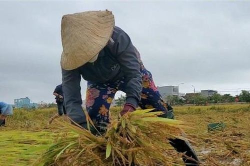 Người dân Phú Yên gặt lúa chạy mưa