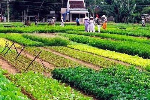 Quảng Nam: Nghề trồng rau Trà Quế được công nhận Di sản văn hóa phi vật thể quốc gia