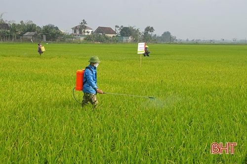 Sau 'rét nàng Bân', lúa xuân Hà Tĩnh lại lo sâu bệnh tấn công