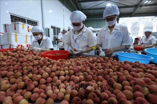 Để vải thiều rộng đường vào các thị trường mang lại giá trị cao