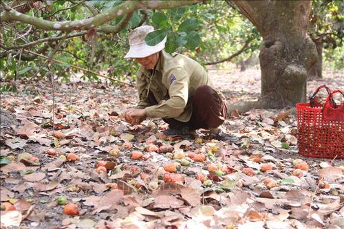 Điều mất mùa, rớt giá khiến nông dân lo lắng
