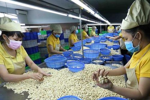 Hoa Kỳ giảm nhập điều từ Việt Nam, tăng mua của Bờ Biển Ngà, Nigeria tới 1.000%