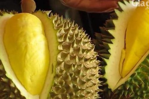 Sầu riêng đầu mùa tăng giá, một quả 3kg gần 600.000 đồng vẫn nhiều người săn lùng