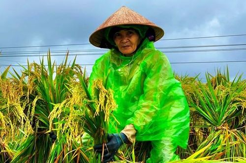 Người dân đội mưa buộc lúa hòng cứu vụ Đông Xuân