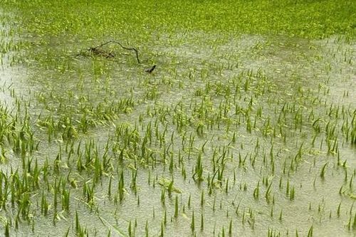 Quảng Trị: Hàng nghìn ha lúa, hoa màu có nguy cơ mất trắng vì mưa lũ
