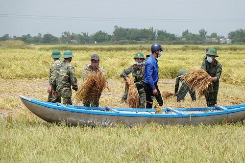 Lực lượng vũ trang và đoàn viên thanh niên giúp dân cứu lúa