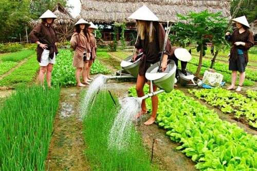Nghề trồng rau Trà Quế được đưa vào Danh mục di sản văn hóa phi vật thể quốc gia