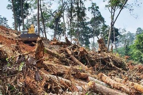 Lâm Đồng thành lập tổ công tác xử lý nghiêm tình trạng phá rừng, lấn chiếm đất rừng