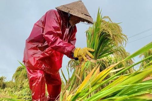 Quảng Ngãi: Có hơn 8.000 ha lúa bị ngập ứng, ngã đổ do mưa lớn bất thường