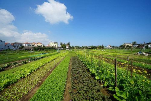Làng rau Trà Quế được đưa vào danh mục Di sản văn hóa phi vật thể quốc gia
