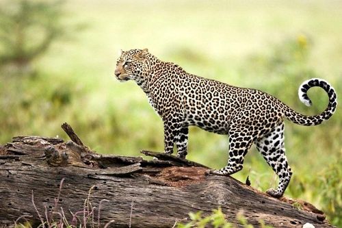 Nga bảo tồn thành công loài báo Viễn Đông quý hiếm nhất thế giới