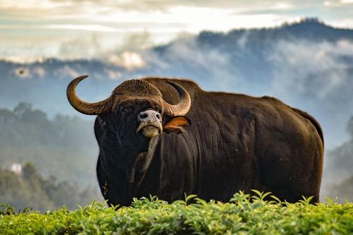 'Sở thú đông lạnh' - Hy vọng cho những động vật quý hiếm sắp tuyệt chủng