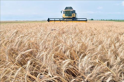 Nguồn cung ngũ cốc toàn cầu có nguy cơ bị gián đoạn do xung đột tại Ukraine