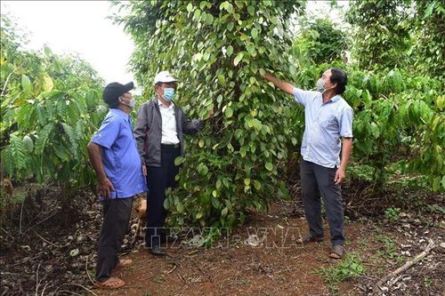 Hồ tiêu xanh tốt, hiệu quả cao nhờ canh tác hữu cơ