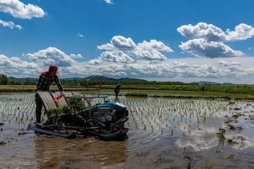 'Zero-Covid' làm tăng nguy cơ đứt gãy nông nghiệp, thiếu hụt lương thực