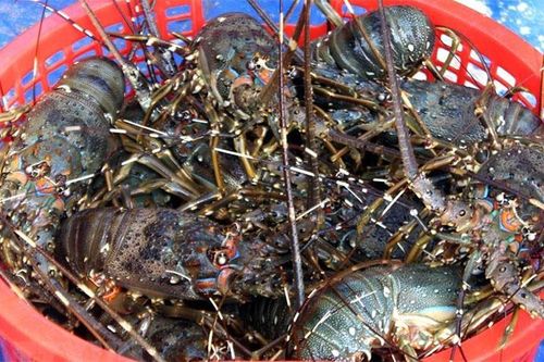 Tôm hùm rớt giá cả nửa triệu đồng/kg, ngư dân như ngồi trên lửa