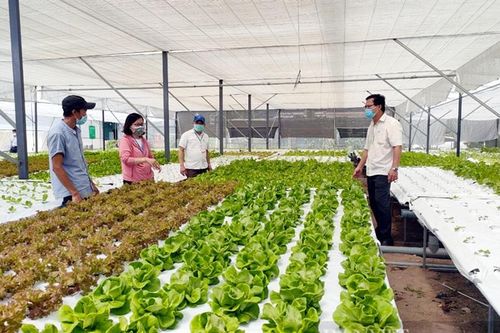 Nhân rộng các mô hình nông dân sản xuất kinh doanh giỏi