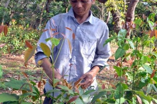 Loại rau trước mọc ở bờ rào, dân đem về trồng có tiền triệu 'vào túi'